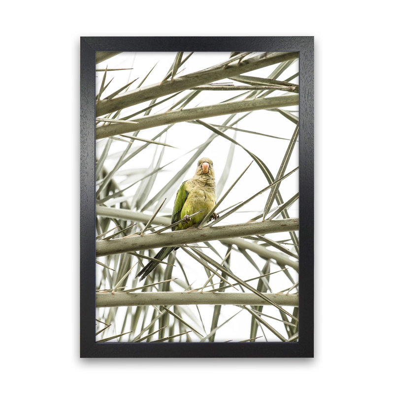 Parrot by Victoria Frost - Print, Black Framed, 46cm H x 34cm W x 3cm D