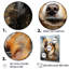 Chihuahua Charisma I sur impression sur toile-1200835051-1171498505