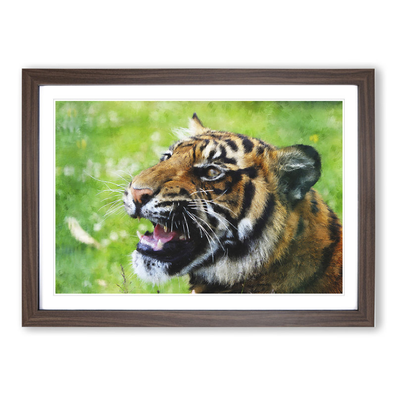 Tiger Vol.1 - Picture Frame Graphic Art, Walnut, 27cm H x 36cm W x 2cm D