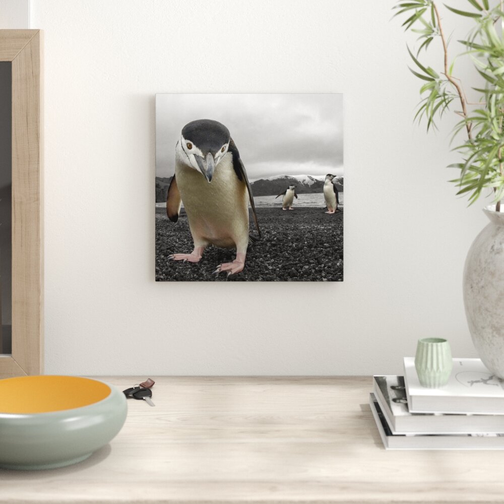 Leinwandbild Lustige Pinguine