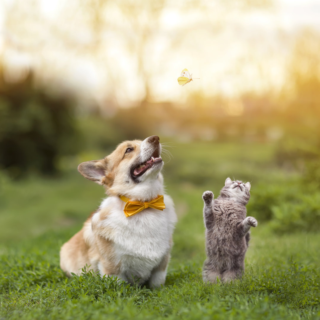 Hund und Katze - Leinwandfoto gewickelt