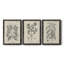 Antique Black and White Botanical VII - Ensemble de 3 reproductions d'art sur toile-282180060-282180056