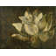 Lotus by Claudette - Wrapped Canvas Painting