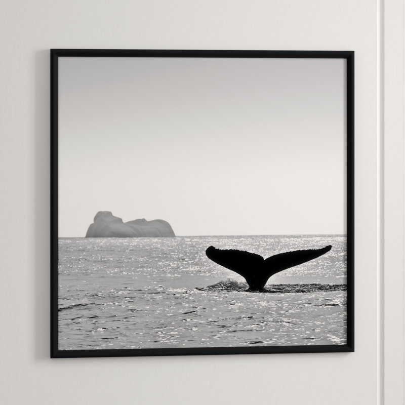 Majestic Orca' Framed Photographic Print