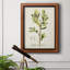 Toile encadrée de qualité supérieure antique botanique IV - prête à être accrochée-1712340545