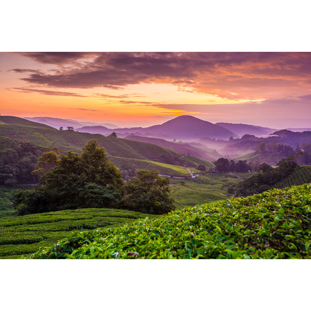 Cameron Highlands Teeplantage von Blackcatimaging - Foto ohne Rahmen auf Leinwand