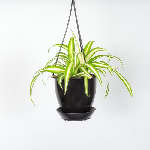 Thorsen's Greenhouse Live Spider Plant in Hanging Pot | Perigold