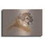 "Cougar" par Barbara Keith-619406534