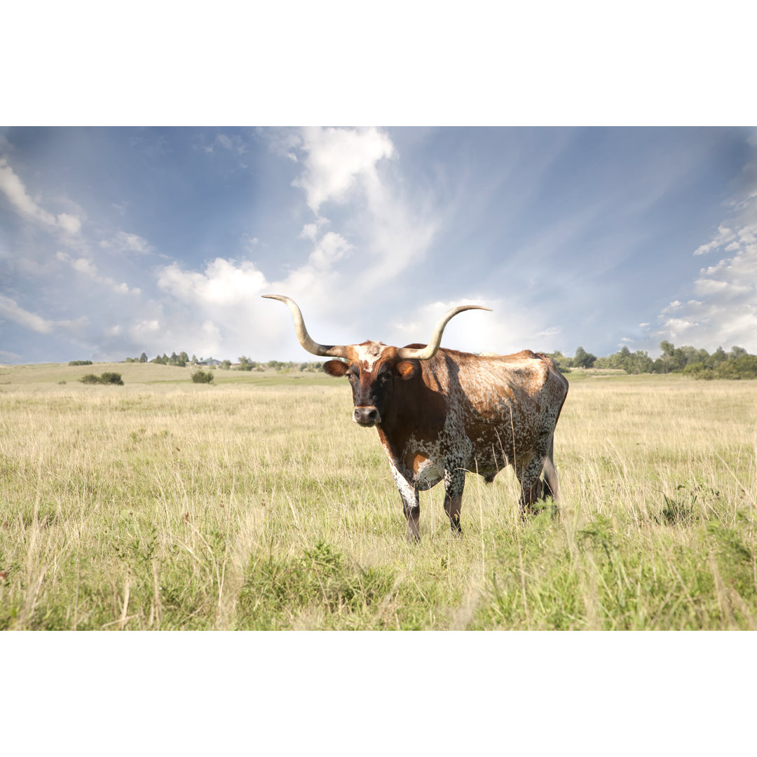 Texas Longhorn In Field von Codyphotography - Kunstdrucke auf Leinwand ohne Rahmen