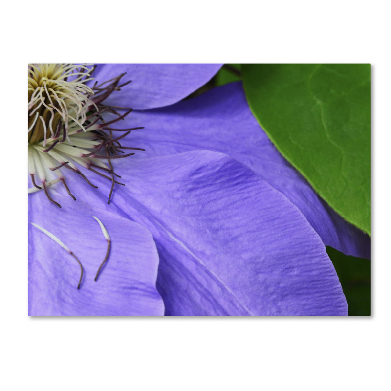 Purple Clematis Abstract Canvas Art Print