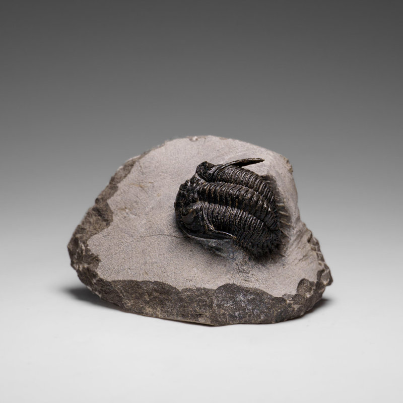 Genuine Ceratarges Spinosus Trilobite On Matrix From Morocco