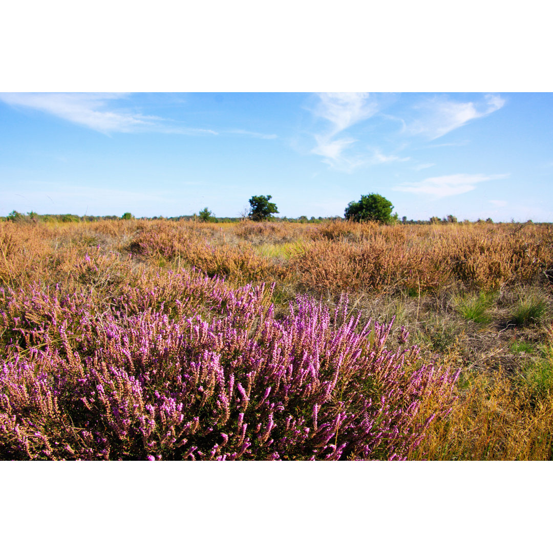 Blick über Heidekraut, Niederlande - Leinwanddrucke