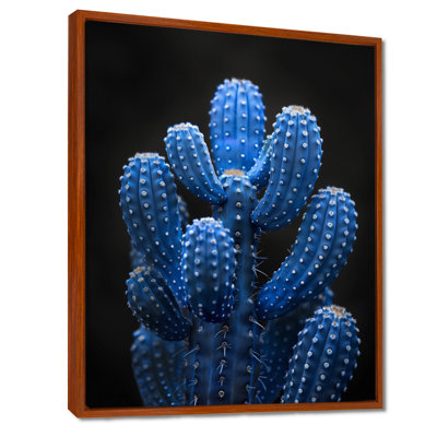 Cactus bleu clair et noir clair de lune - Cactus floral