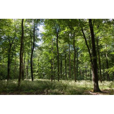 Trees In The Forest, Surrey, UK by James Player - Wrapped Canvas Print