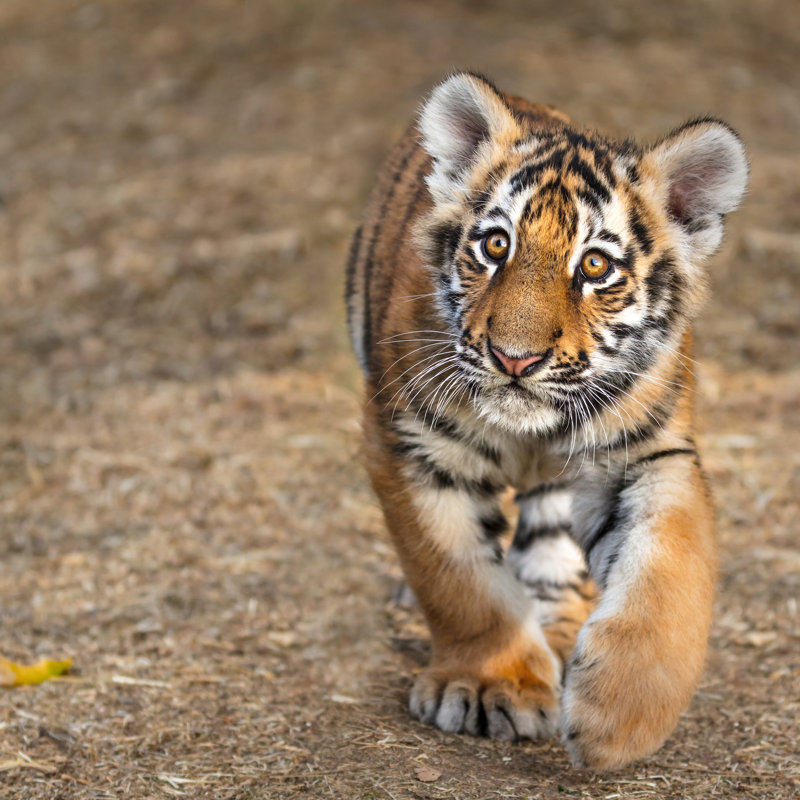 Tiger Cub Portrait. Tiger Playing Around (Panthera Tigris) - Wrapped Canvas Print, 30cm H x 30cm W