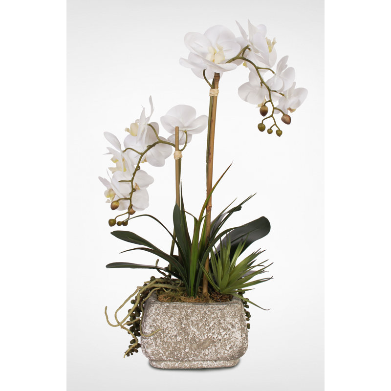 Arrangement floral mélangé en pot