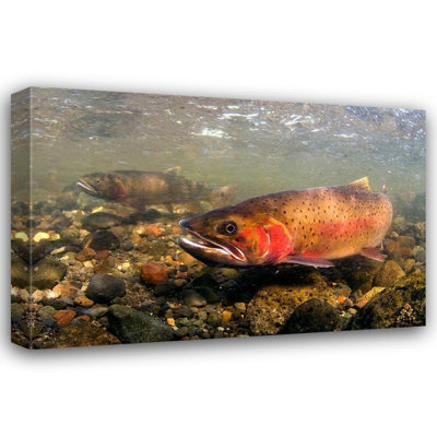 The Yellowstone Collection Art: Spawning Cutthorge Trout, Lamar Valley, Parc national de Yellowstone