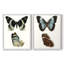 Papillons bleus antiques I - impression encadrée de qualité supérieure - prête à être accrochée - aucun clou requis - aucun clou requis-1500106515-1500106512