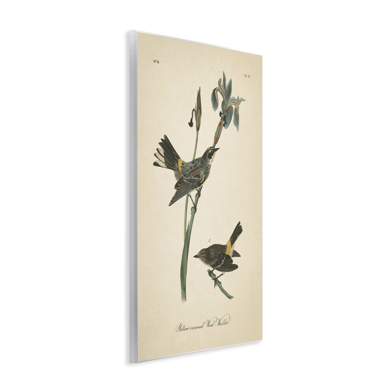 «Vintage Warbler Study», art mural par Wild Apple Portfolio, H 19 po x l 13 po
