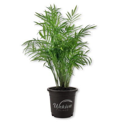 Neanthe Bella Parlor Palm - Live Plant in a 4 Inch Pot - Chamaedorea Elegans - Beautiful Clean Air Indoor Houseplant