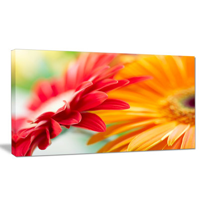 " Red And Yellow Daisy Flower "
