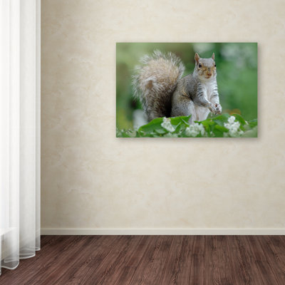 « eastern gray écureuil », reproduction de photo sur toile tendue