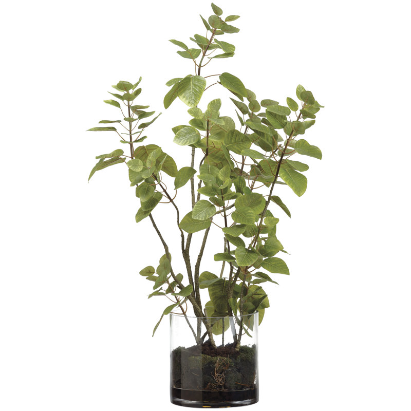 Cotinus plante et feuillage de sol dans un vase en verre