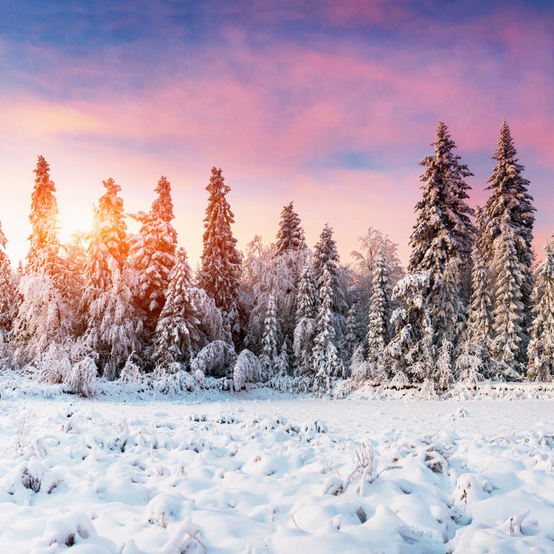 Magical Winter - Wrapped Canvas Print, 76cm H x 76cm W x 3.8cm D