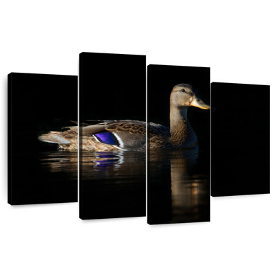 Canard colvert Brampt