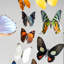 18 Genuine Butterflies In Black Display Frame