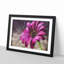 Purple Daisy - Framed Print-56758394-56758397