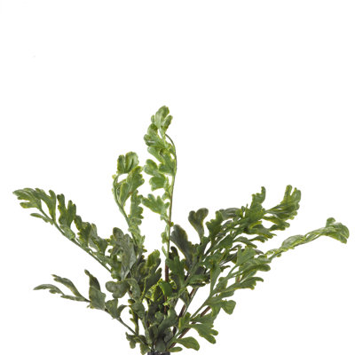 Faux Fern Bush