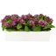 Kalanchoe Arrangement in Fiberstone Planter-1646607056-1624349390