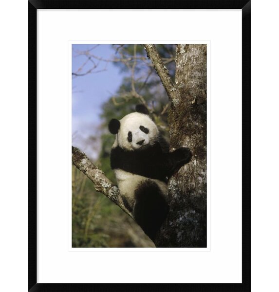 Global Gallery Giant Panda Framed On Paper Print | Wayfair
