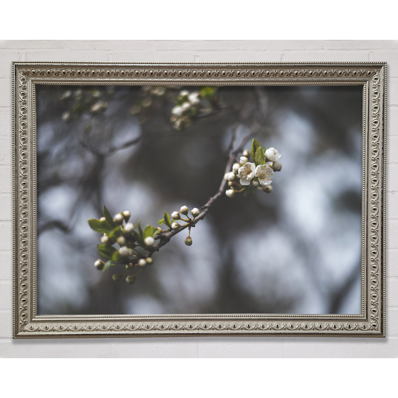 Silver Blossom Tree In Soft Focus - Single Picture Frame Print, 84.1cm H x 118.9cm W