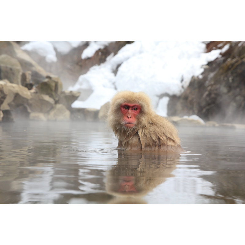 Snow Monkey - Photographie sur toile tendue, H 8 po x l 12 po