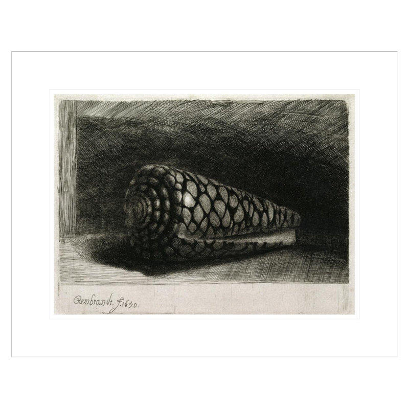 La coquille (Conus Marmoreus) par Rembrandt van Rijn - Estampe numérique encadrée, H 17,48 po x l 21,75 po