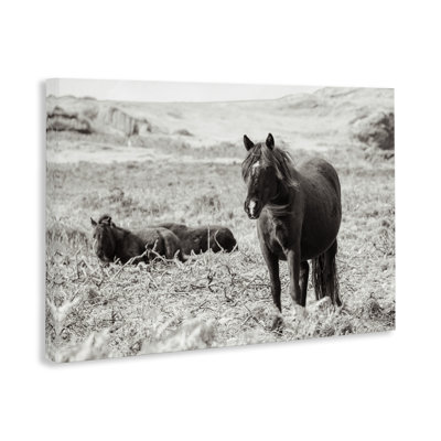 «Dartmoor Pony Lounging», art mural par Deborah Revell