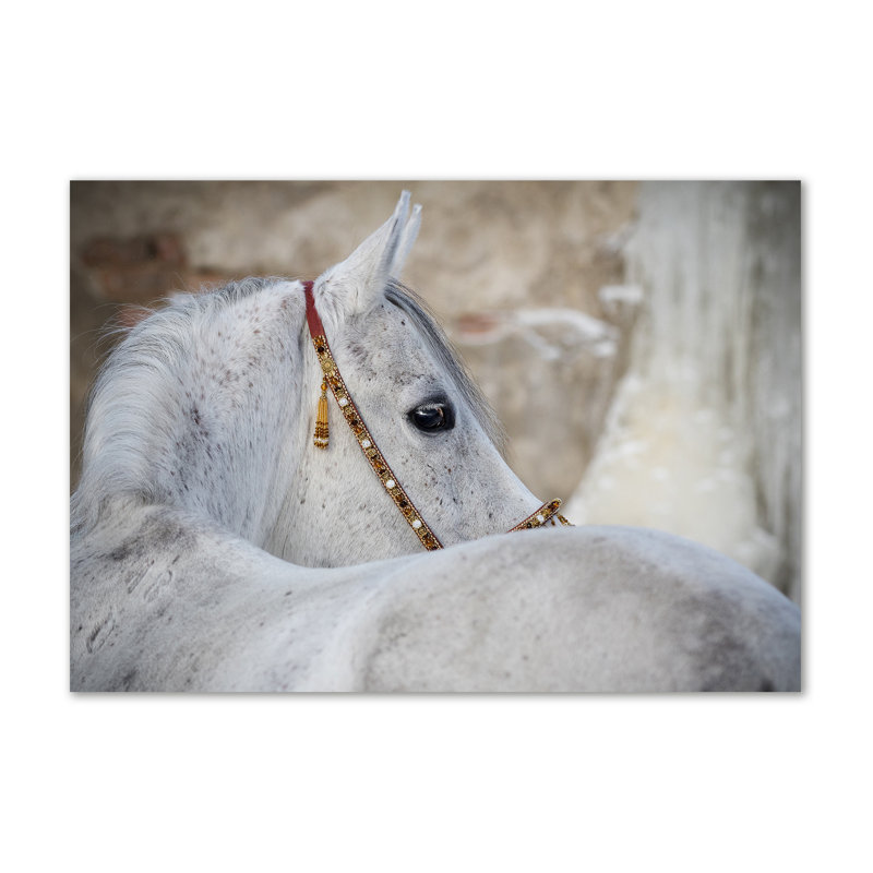 White Arabian Horse - Wrapped Canvas Print