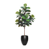 6' Fiddle Leaf Tree with Fiberstone Planter