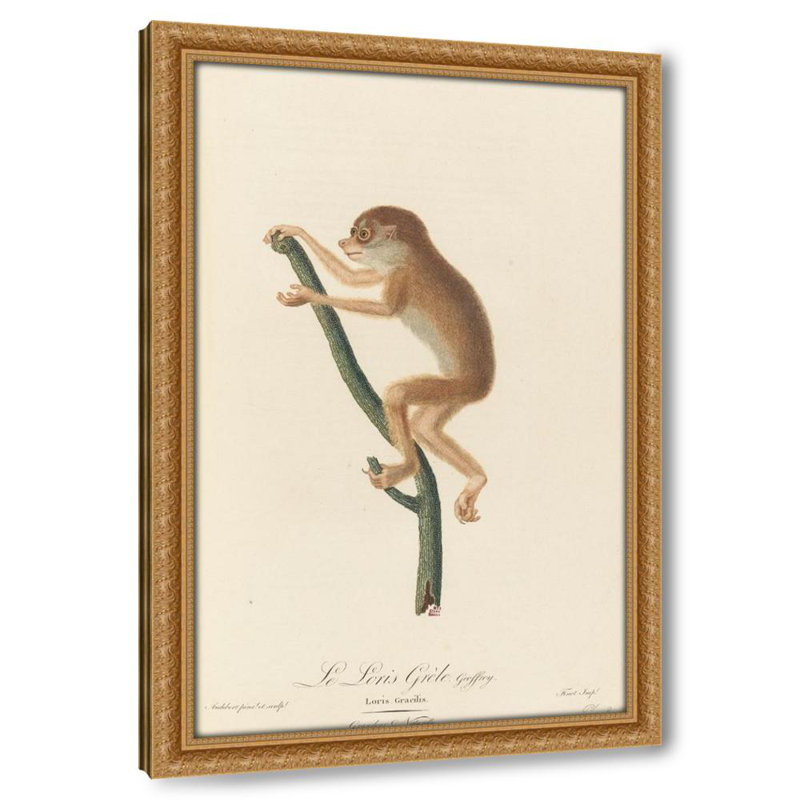Le Loris Grele (1797)