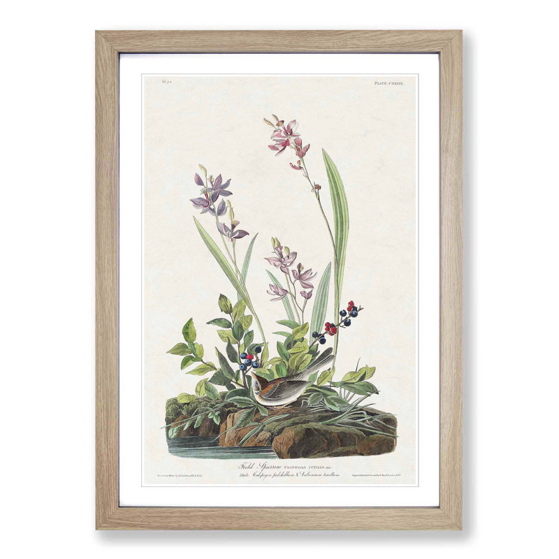 Field Sparrow by John Audubon - Picture Frame Graphic Art Print, 65cm H x 48cm W x 2cm D, Oak Framed
