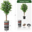 75 plantes-97992060