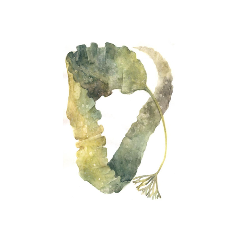 Aquarelle sur varech par Emma Brooks - impression, H 44 po x l 30 po x P 1,5 po, Couche de verre