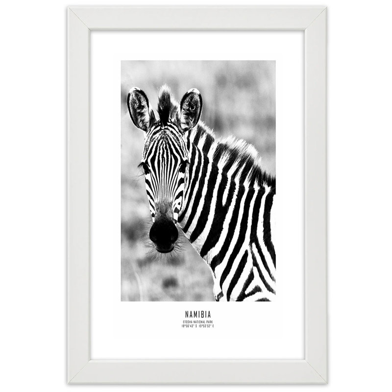 Zebra Animals Nature - Single Picture Frame Print, White, 90cm H x 60cm W