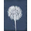 Puffy Seed I Print by Chris Dunker-26936529-26936530
