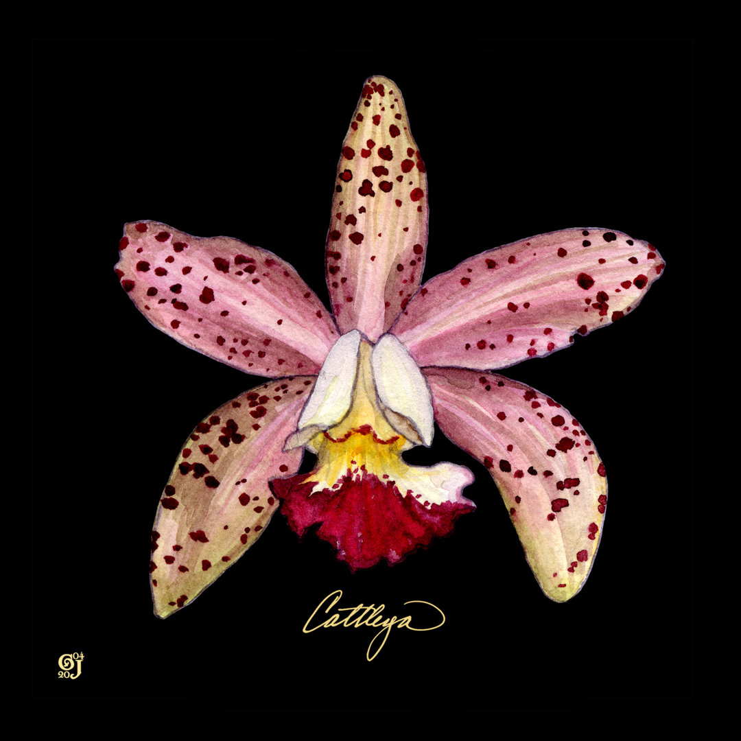 Leinwandbild Vivid Orchid III von Ginny Joyner