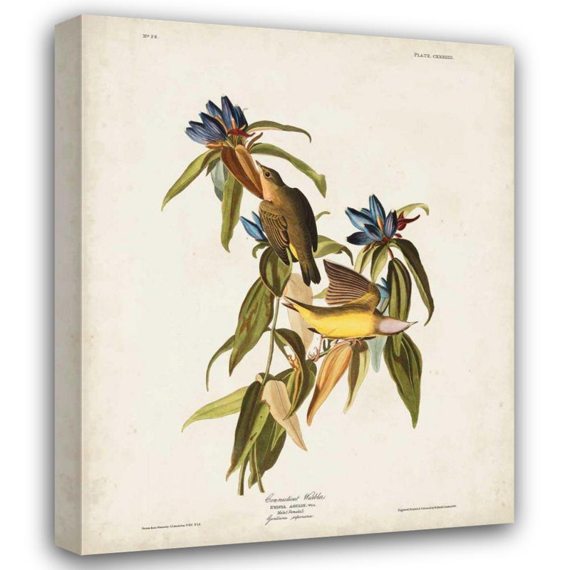 «Red Barrel Studio® Audubon, John James Gallery», reproduction d'art sur toile, Pl 138 Connecticut Warbler, H 44 po x l 36 po