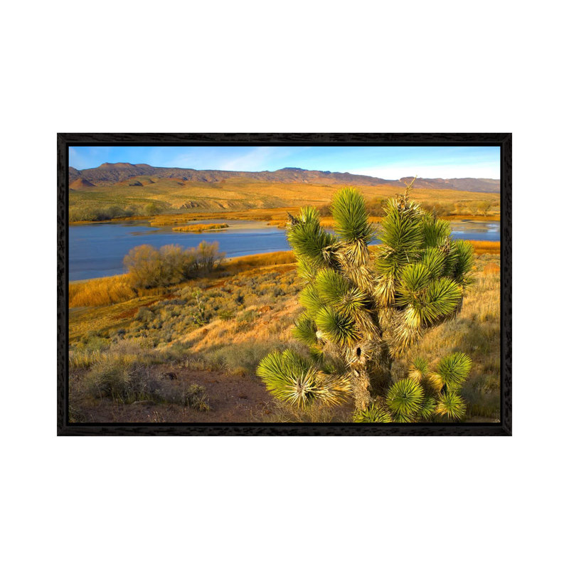 Joshua Tree And Wetlands Along The Pacific Flyway, Pahranagat National Wildlife Refuge, Nevada by Tim Fitzharris - Gallery-Wrapped Canvas Giclée on Canvas