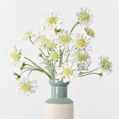 Audet Cornflower Stems